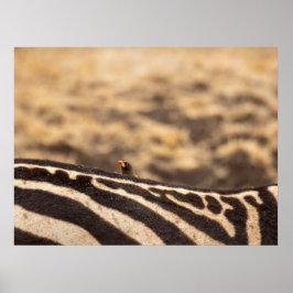 Poster Simbiose: Oxpecker e Zebra