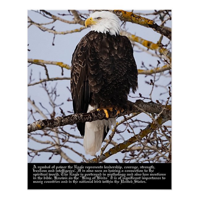 Póster Símbolo da águia (Frente)