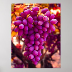 Póster Símbolo de Chavez das uvas