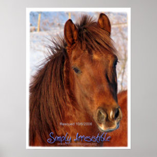 Poster simplesmente irresistível do cavalo de