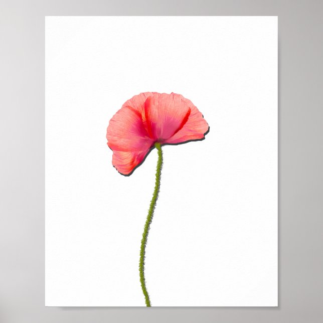Póster Simplicidade minimalista da flor da papoila vermel (Frente)