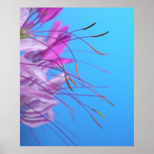 Poster Simplicidade Pastel