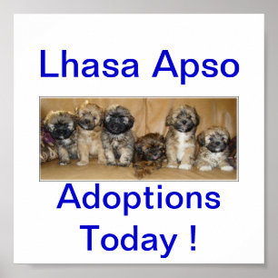 Poster Sinais de Adoção de Cachorro Lhasa Apso Hoje