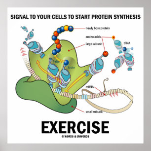 Poster Sinal começar o exercício da síntese da proteí