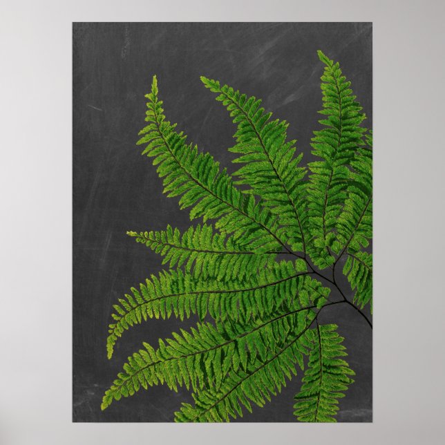 Poster Sinal de Fern com Chalkboard Background no 5 (Frente)