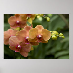 Poster Singapura (Sânscrito para Lion City). Nacional 2