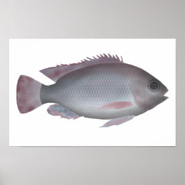 Poster Singida Tilapia