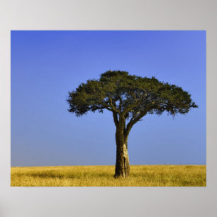 Poster Single Acacia tree on assay plains, Masai Mara