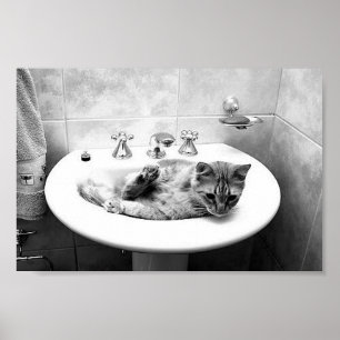 Póster sink_cats_12 animais de estimação gatinhos ador