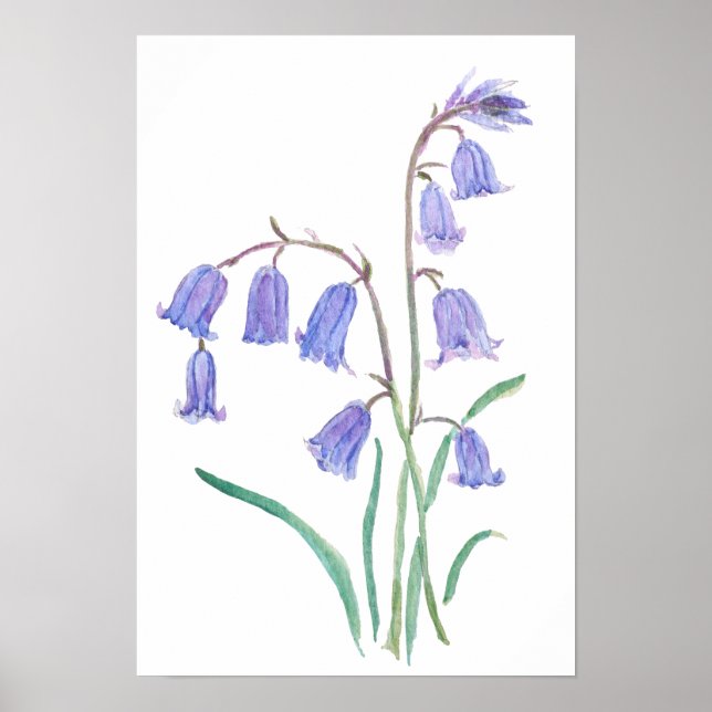 Poster sinos azuis flores   aquarela flores  (Frente)