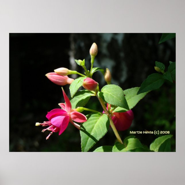 Poster Sinos Rosa (Frente)