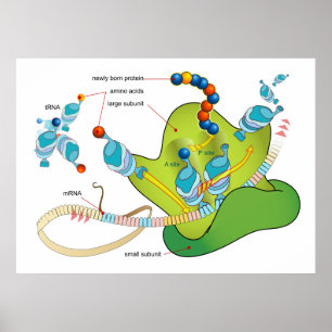 Poster síntese do mRNA e da proteína no diagrama dos