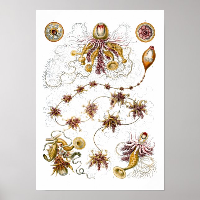 Póster Siphonophorae Ernst Haeckel Fine Art (Frente)