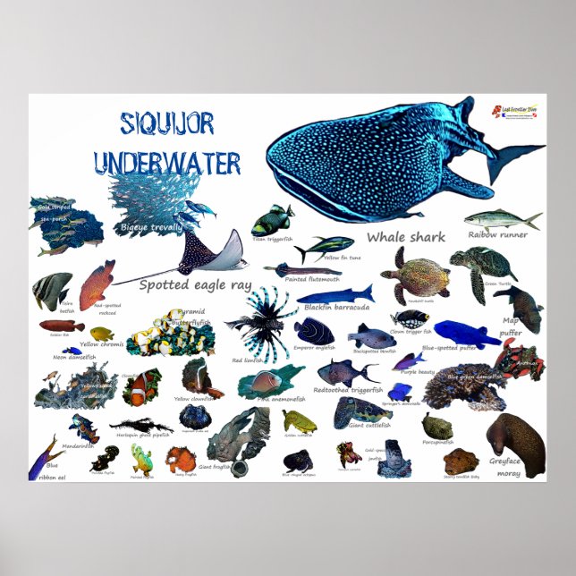 Poster Siquijor Underwater World (Frente)
