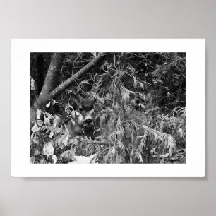 Poster Sir Stag Yosemite subindo fotos em preto e branco