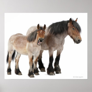Póster Sira de mãe e foal sorrindo, cavalo belga, belga