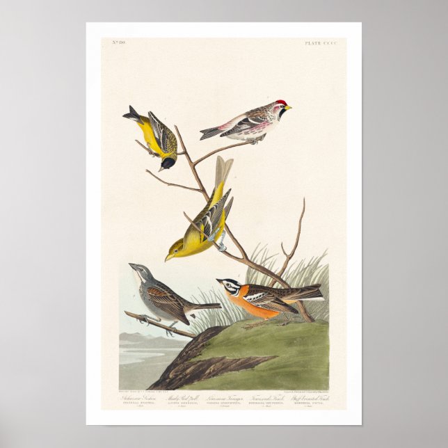 Poster Siskin, Red Poll, Tanager, Bunting, Finch (Frente)