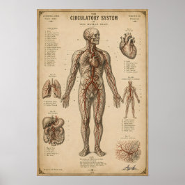 Poster Sistema Circulatório Anatômico Vintage