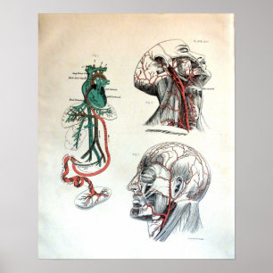 Poster Sistema circulatório craniano