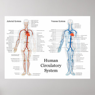 Poster Sistema circulatório humano das artérias e das