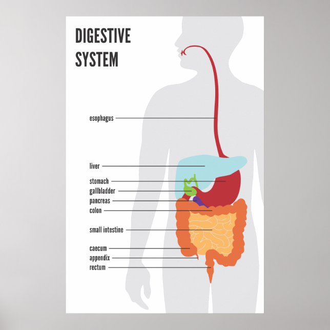 Poster Sistema Digestivo (Frente)