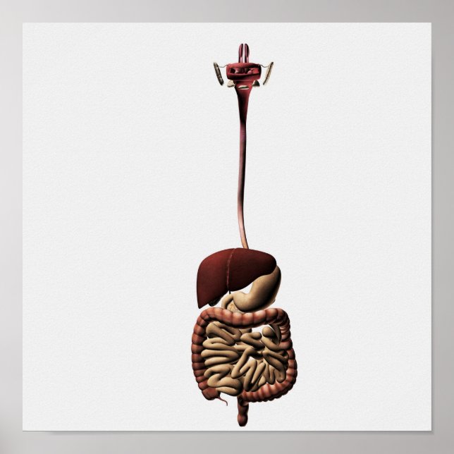 Poster Sistema Digestivo Humano 4 (Frente)