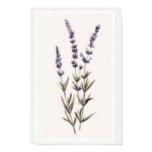 Sistema Mínimo de Flor de Lavanda de Aquarela
