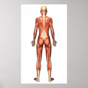 Póster Sistema muscular fêmea, vista traseira