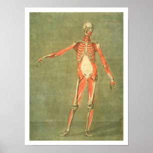 Póster Sistema muscular mais profundo da parte dianteira