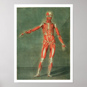 Poster Sistema muscular superficial da parte dianteira da