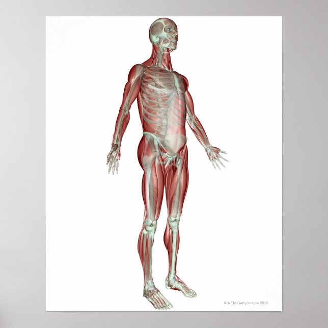 Póster Sistema Musculosquelético 8 (Frente)