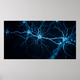 Poster sistema nervoso