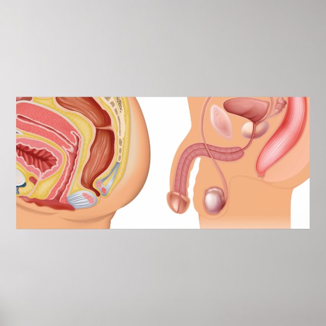 Poster Sistema redutor feminino e masculino (Frente)