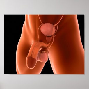 Póster Sistema reprodutivo masculino humano 6