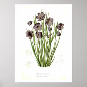 Poster Sisyrinchium douglasii