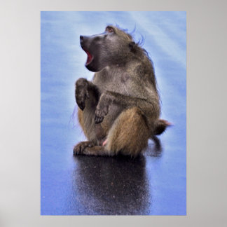 Poster Sitting Baboon