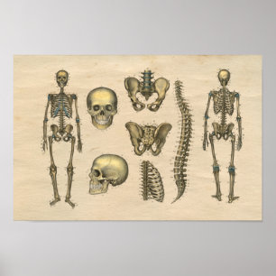 Poster Skeleton humano Anatomia da coluna craniana 1841 I