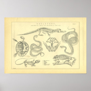 Póster Skeletons of Reptiles Snake Turtle Frog