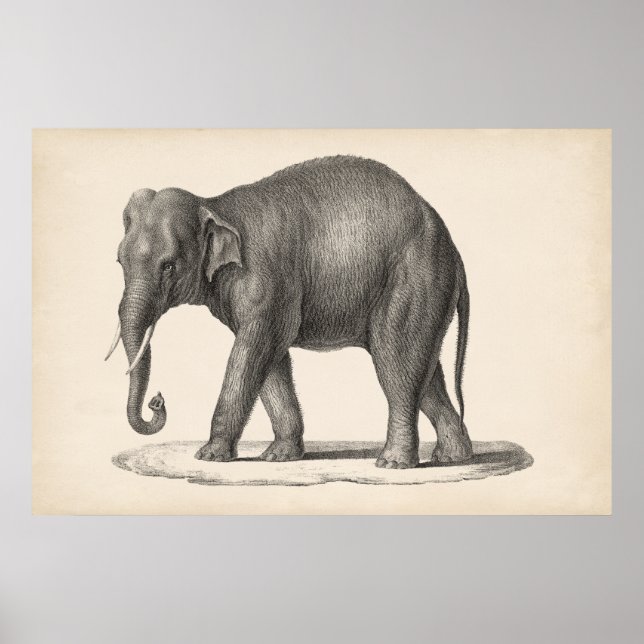 Poster Sketch Brodtmann Elephant (Frente)