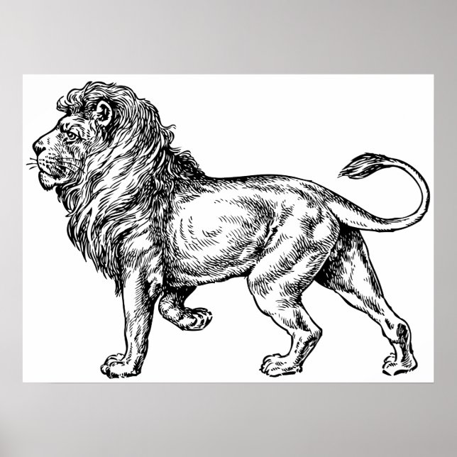 Póster Sketch do Leão Mpotente (Frente)