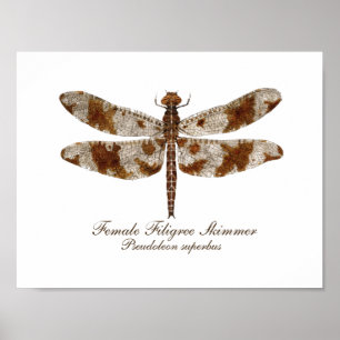 Poster Skimmer filigrana fêmea daronfly