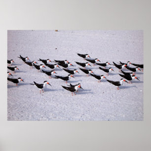 Poster Skimmer Flock