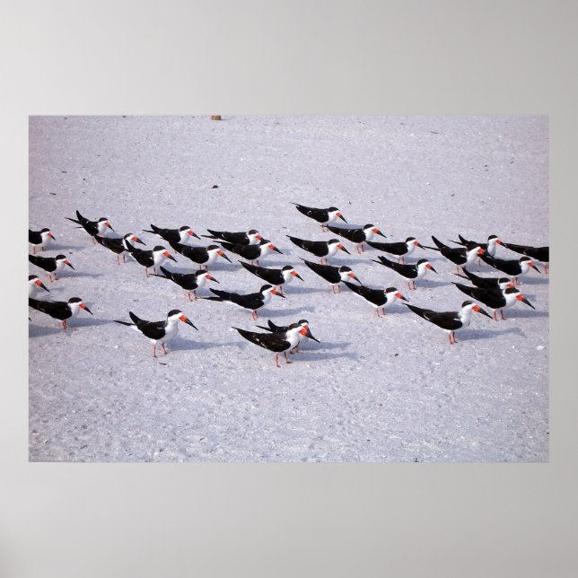 Poster Skimmer Flock (Frente)