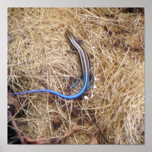Poster Skink atado azul