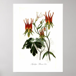 Póster Skinneri de Aquilegia