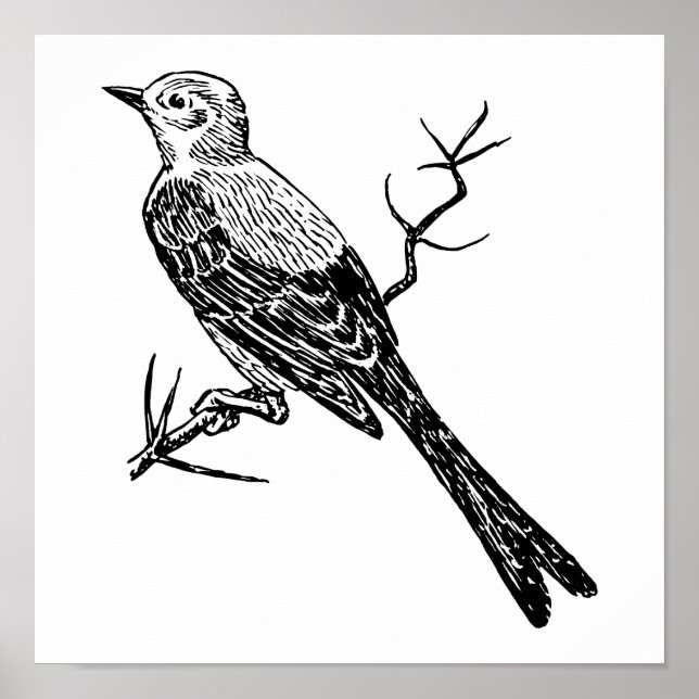 Poster Skissortail Realístico Bird Sketch (Frente)