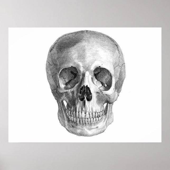 Póster Skull Sketch perfeito para as necessidades da fest (Frente)
