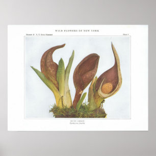 Poster Skunk Cabbage - Spathyema foetida