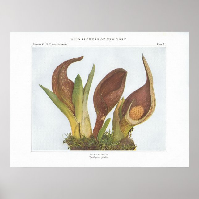 Poster Skunk Cabbage - Spathyema foetida (Frente)
