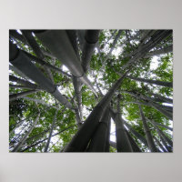 Skyward Bamboo